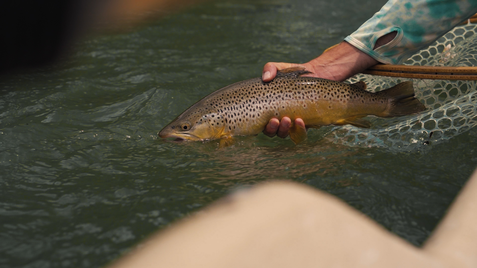 Brown Trout on the streamer