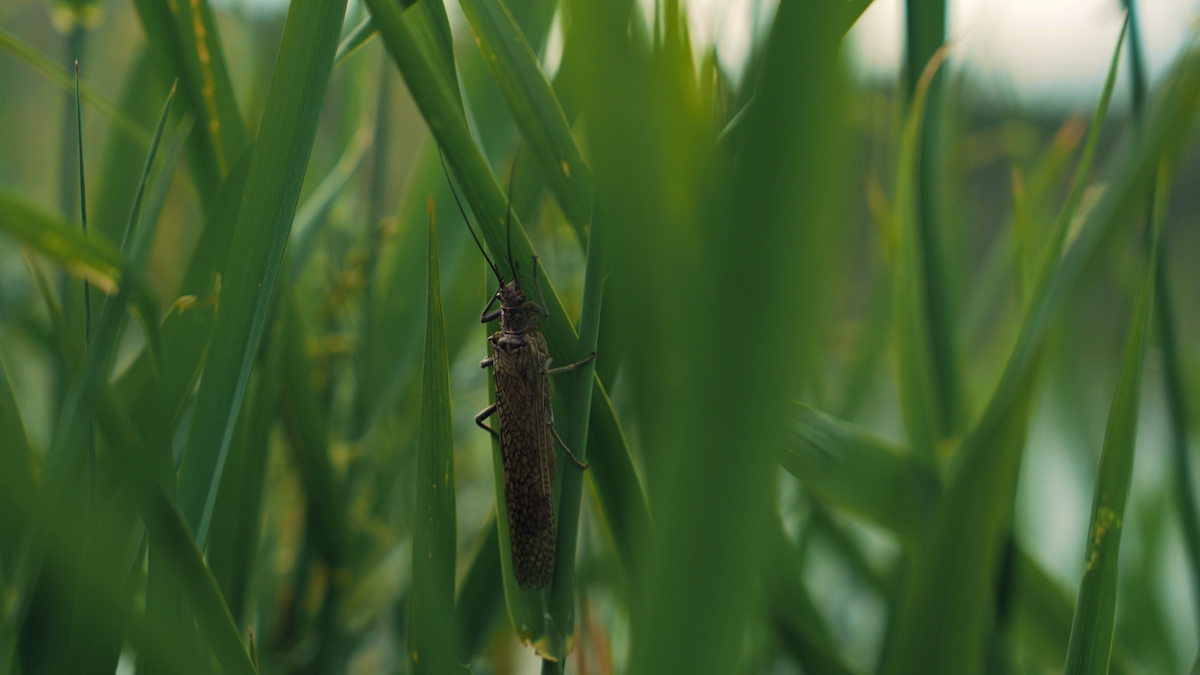 Salmon Fly on the SF