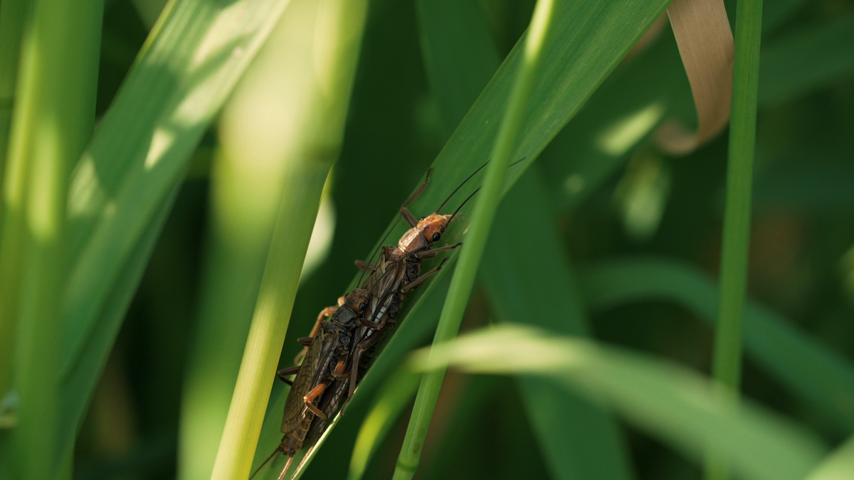 Golden Stonefly