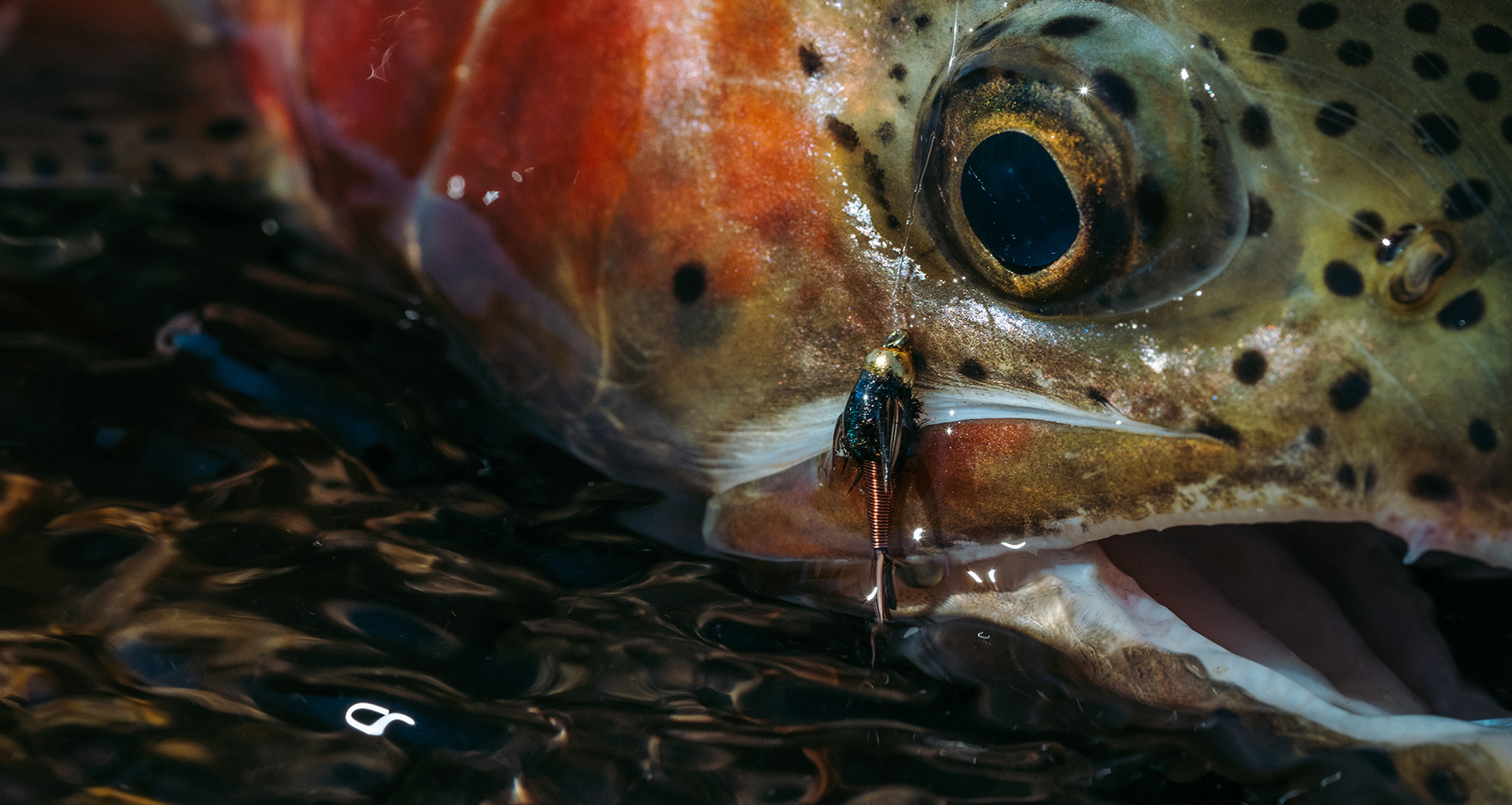 A hopper-dropper fished on a short leader is a killer fall rig for speckled  trout
